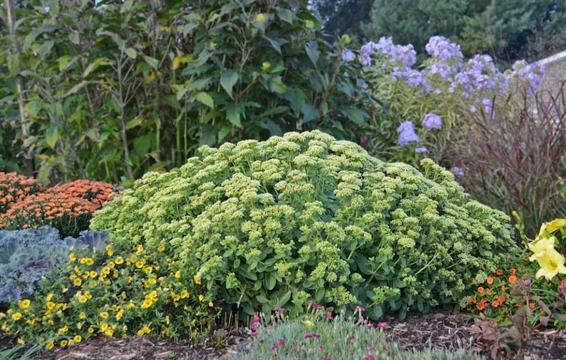 Sedum Lemon Jade 'Rock ‘N Grow'® Quart Pot | Bright Citron Yellow Blossoms | Perennial Stonecrop | Sedum hybrid
