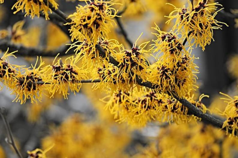 Witch Hazel Shrub 18-36" Fragrant Yellow Flowers Hamamelis virginica Full Sun Partial Shade Zone 3-9