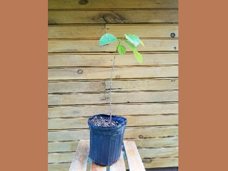 10 Pawpaw Trees (Asimina triloba) 18-24" Live Seedlings for Fruit & Wildlife Habitat