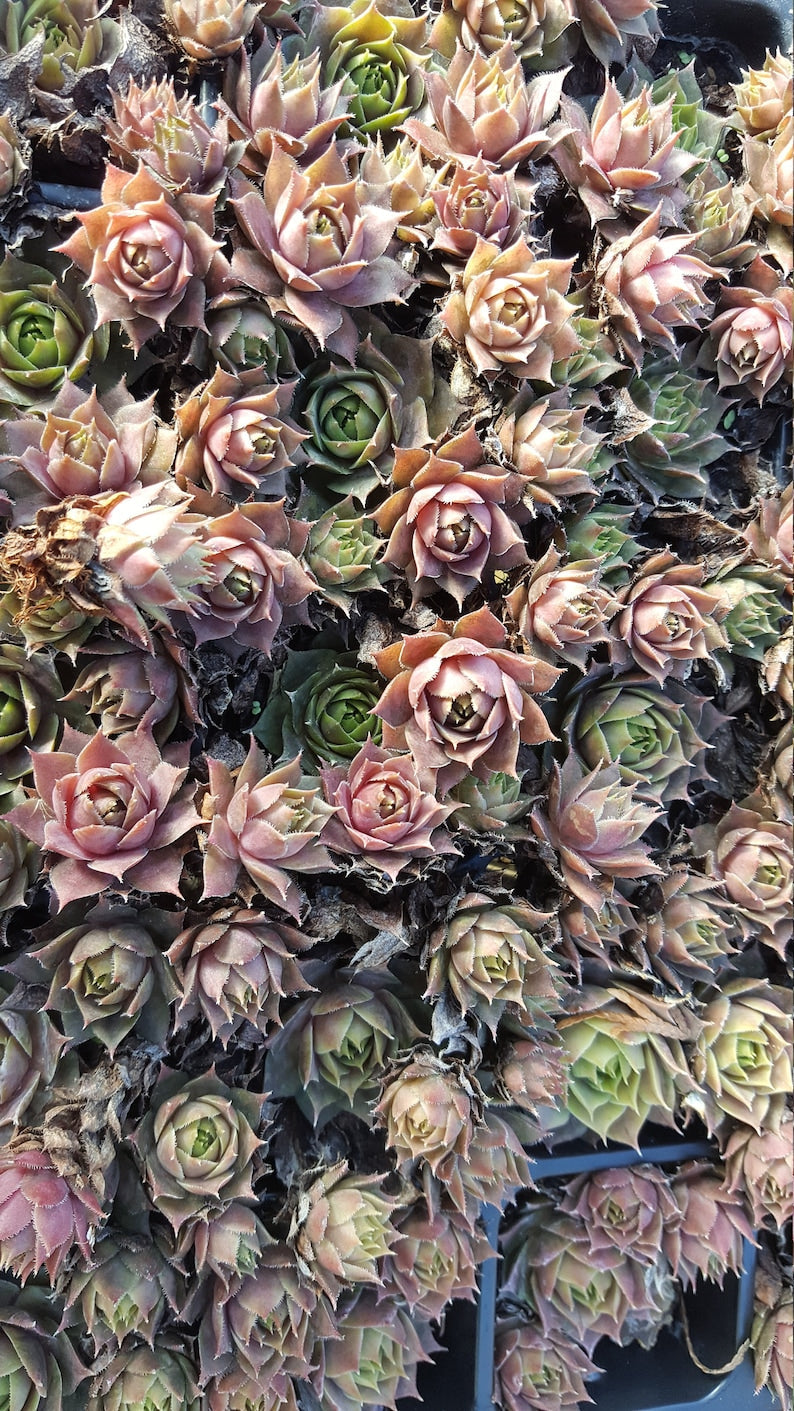 Sempervivum Chicks 50 Unrooted Succulent Plants Purple-Blue Green Hens & Chicks Ground Cover Zone 2-9