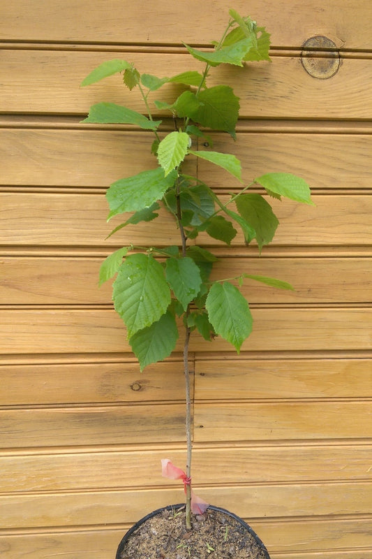 10 American Hazelnut Trees Corylus americana Bare-Root Live Trees for Wildlife Habitat & Nut Production