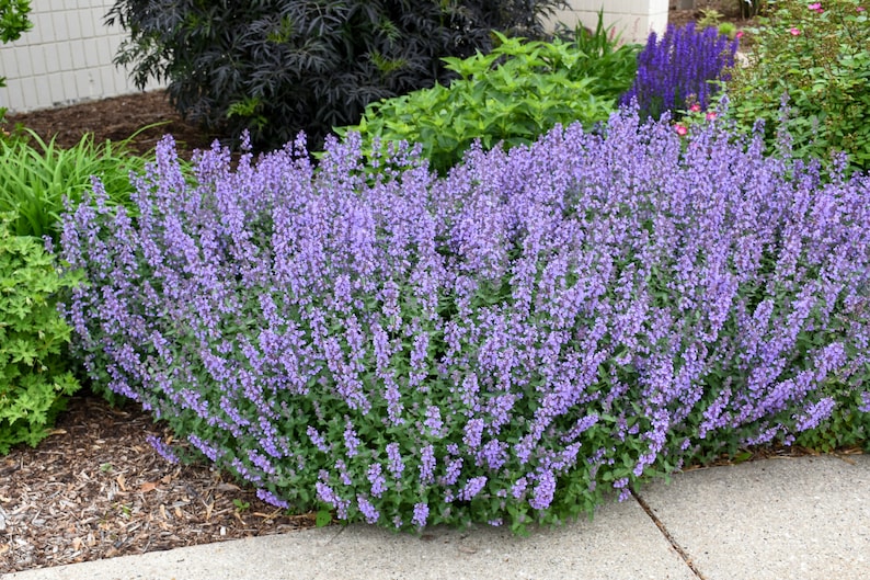 Catmint Plant 12-18 Inches, Nepeta 'Cat's Meow', Drought Tolerant Fragrant Perennial Attracts Bees & Butterflies