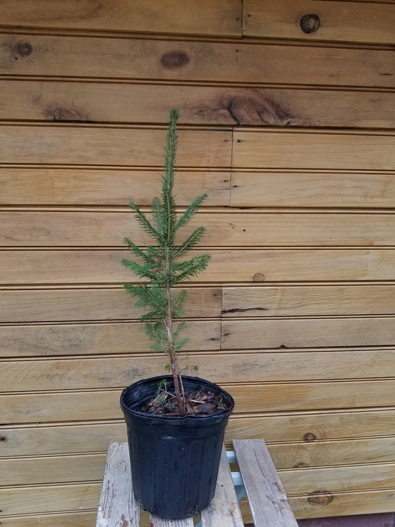 Norway Spruce Trees - 6" to 12" Bare Root Seedlings - Picea abies - Hardy Evergreen for Wildlife Habitat & Ornamentals