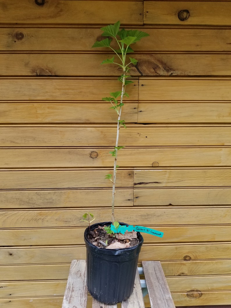 Black Currant Plants 5 Pack Ribes nigrum Dormant Bushes for Garden, Self-Pollinating, Fruit Bushes