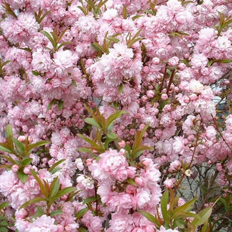 Flowering Almond Plant 6" Pink Blooming Shrub Prunus glandulosa - Rooted in 4" Container