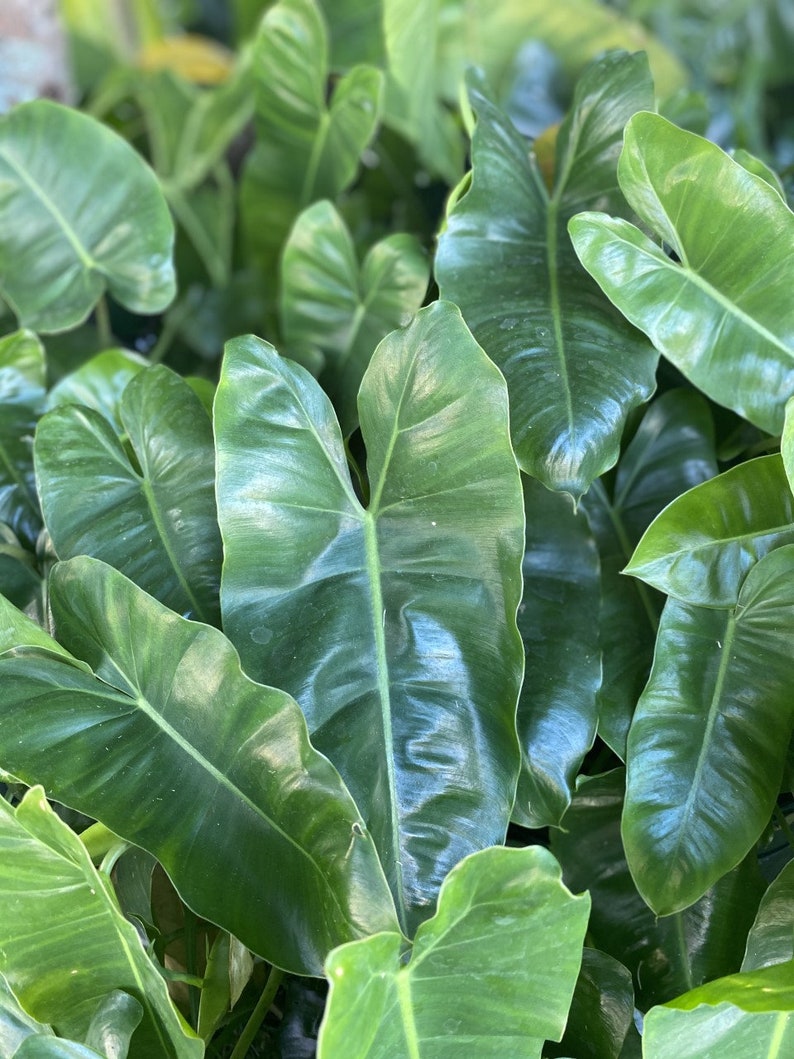 Philodendron Burle Marx Cuttings - 2 Healthy Cuttings with Shiny Leaves for Water Propagation