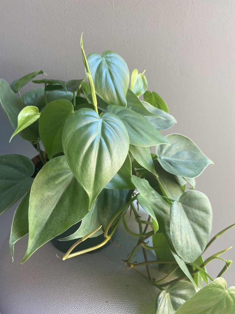 Philodendron Cordatum Heartleaf - 6" Live Indoor Trailing Houseplant
