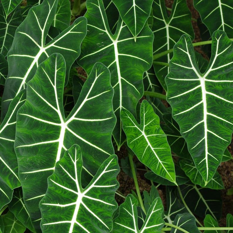 Alocasia Frydek 6 Inch Elephant Ear Plant with Velvet Dark Green Leaves