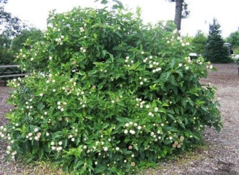 Buttonbush Plant in Gallon Pot – Native Cephalanthus occidentalis Shrub for Wetlands & Pollinator Gardens