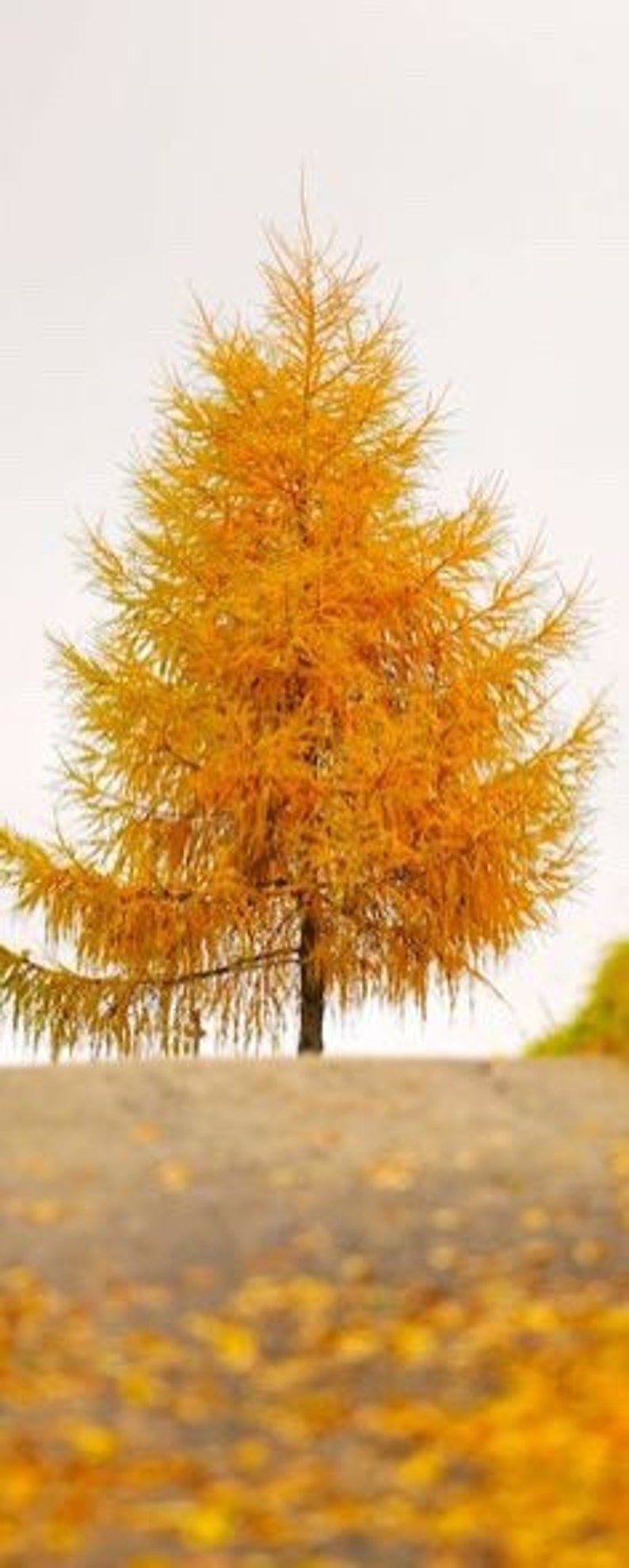 Bald Cypress Quart Pot Plant - Deciduous Conifer with Russet-Red Fall Color, Taxodium distichum, Adaptable to Various Soils