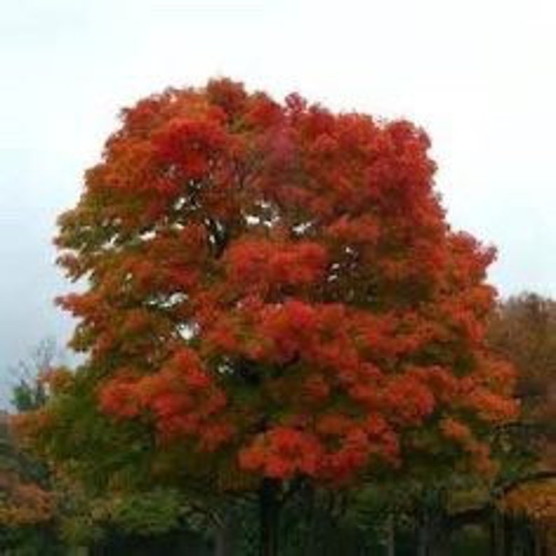 Red Oak Seedling Quart Pot | Quercus falcata | Southern Red Oak Tree for Landscaping & Shade