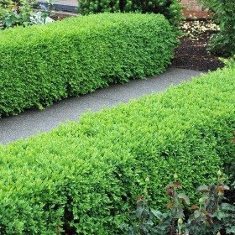 Green Velvet Boxwood Shrubs - 2 Quart Pots - Evergreen Landscaping Plants - Buxus spp. - Hardy USDA Zones 5-9