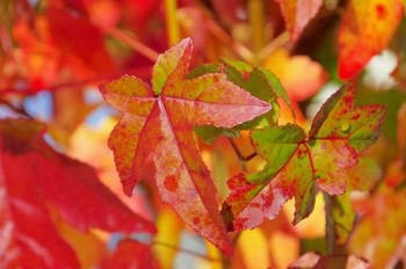 Sweet Gum Seedling Quart Pot - Liquidambar styraciflua Ornamental Tree for USDA Zones 5-9