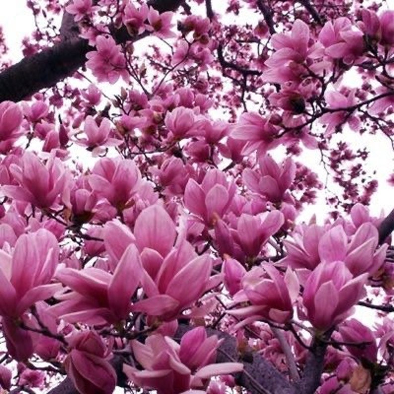 Jane Magnolia Plant - 1 Gallon Pot Magnolia liliiflora Japanese Magnolia - USDA Zones 4-7