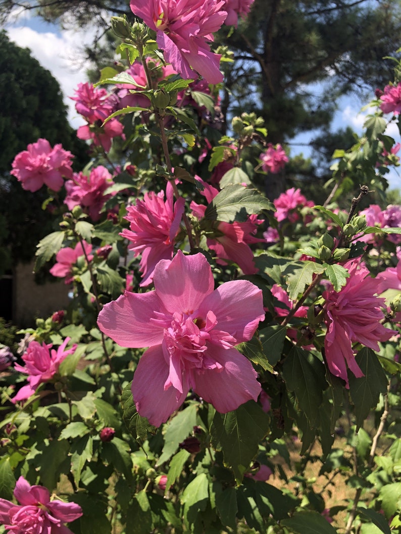Red Rose of Sharon Plant Quart Pot Hibiscus syriacus Flowering Shrub for USDA Zones 6-9