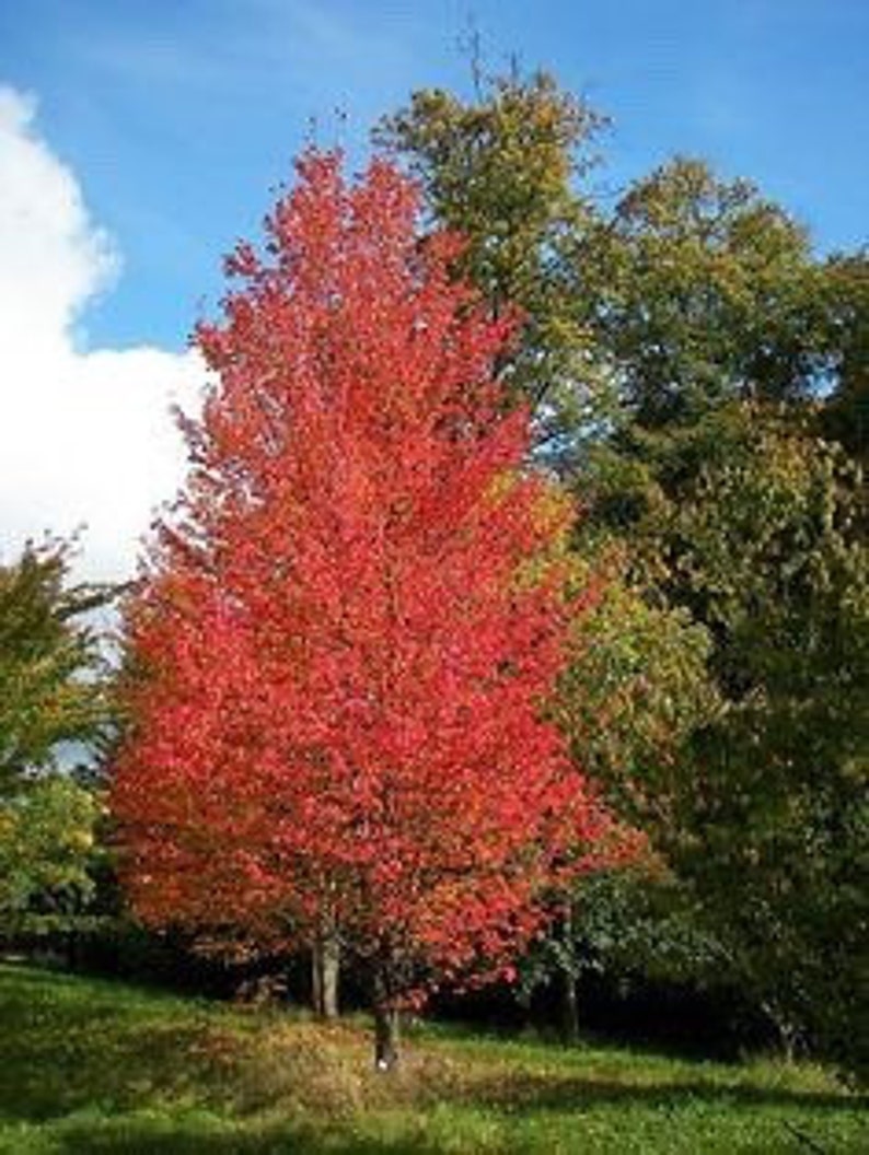 Native Red Maple Quart Pot Acer rubrum Deciduous Tree for USDA Zones 3-9 with Vibrant Autumn Foliage