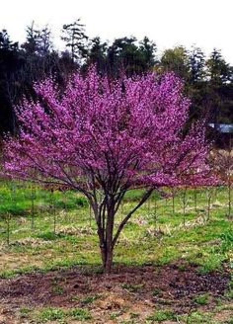 Eastern Redbud Seedling Quart Pot Cercis canadensis Deciduous Small Tree or Shrub, USDA Zones 4-9