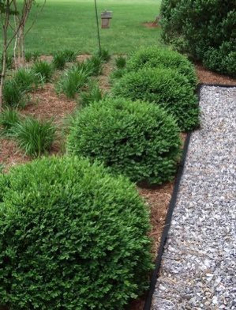 Green Velvet Boxwood Plant in Quart Pot | Buxus sempervirens Evergreen Shrub for Zones 5-9