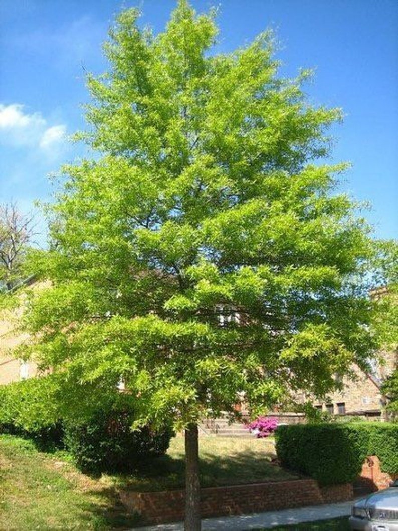 Willow Oak Tree Quart Pot | Quercus phellos | Deciduous Native North American Tree for USDA Zones 3-9