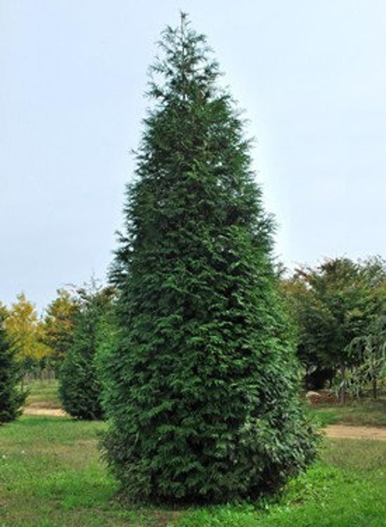 Thuja Green Giant Arborvitae Tree 1-Gallon Pot, Evergreen, Hardy, USDA Zones 5-9, Fast-Growing Privacy Hedge