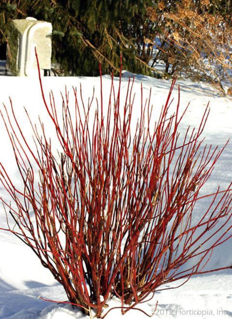 Red Twig Dogwood Quart Pot Plant – Cornus sericea with Vibrant Red Stems for Wetland Gardens