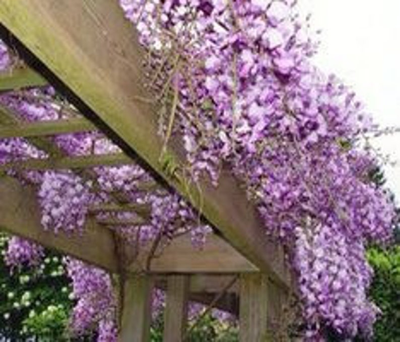 Blue Flowering Wisteria Seedling 2.5" Pot Wisteria Sinensis Climbing Vine for Garden & Landscape