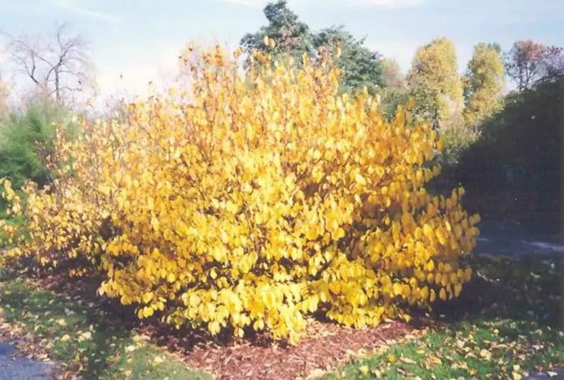 Spice Bush Plant Quart Pot Lindera benzoin Aromatic Deciduous Shrub for Garden, Butterfly Host, USDA Zones 4-9