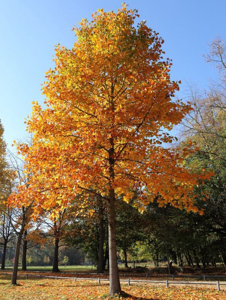 Tulip Poplar Tree Quart Pot - Liriodendron tulipifera - Native Fast-Growing Shade Tree for USDA Zones 4-9