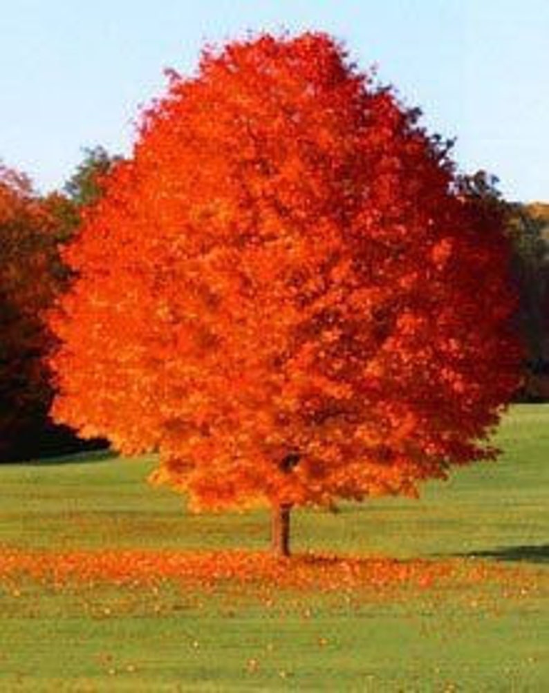 October Glory Maple Quart Pot - Fast-Growing Red Maple Acer rubrum for Shade & Wildlife Attraction