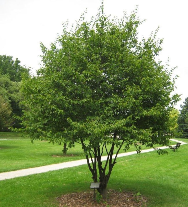 American Hornbeam Tree in Quart Pot | Carpinus caroliniana | Small Ornamental Tree for Zones 3-9