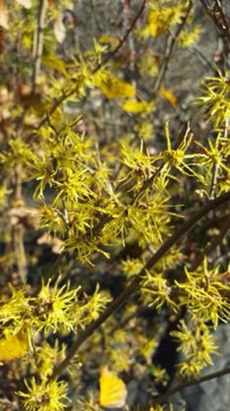 Witch Hazel Seedlings - Bare Root Plants 1-2 ft Tall - Hamamelis virginiana - Deciduous Tree for Zones 5-8