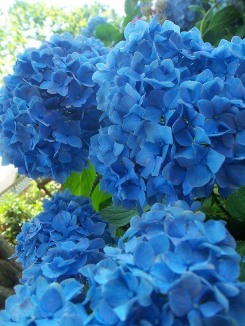Nikko Blue Hydrangea Plant in Gallon Pot, Hydrangea macrophylla, Blue Flowering Shrub, Hardy Zone 6-9