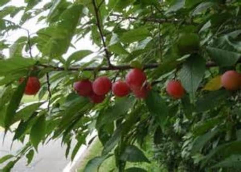 American Plum Trees 3-4' Tall, Edible Fruit, Native Prunus americana, Fruit-Bearing Garden Trees for Zones 5-9