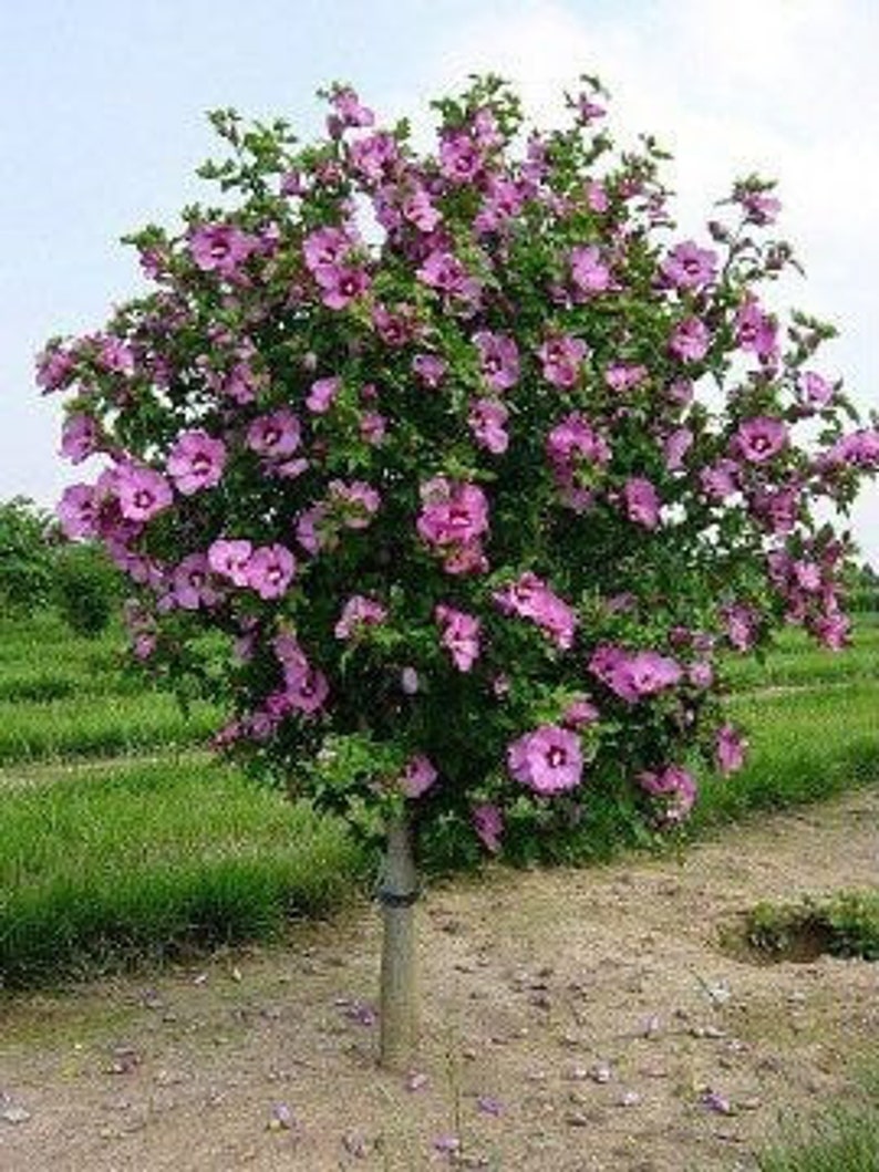 Aphrodite Rose of Sharon Plant in Quart Pot - Hibiscus syriacus Hardy Flowering Shrub for USDA Zones 6-9