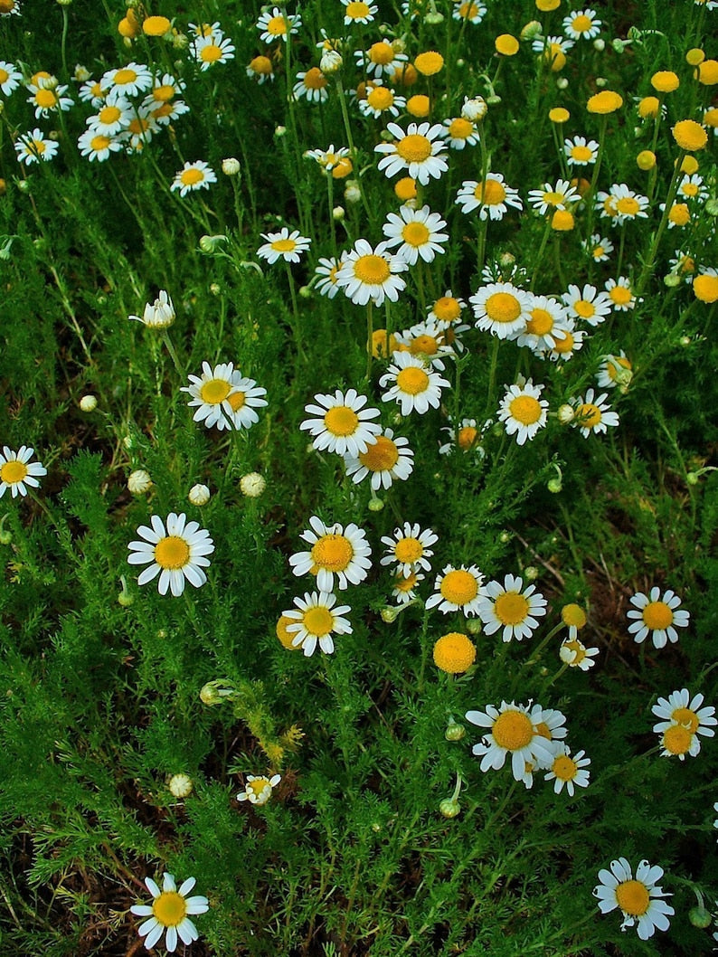 Roman Chamomile Groundcover Plug Flat of 50 - Perennial Herb with White Flowers, Chamaemelum nobile