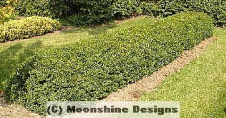 North Privet Hedge Plants Lot of 10, Ligustrum amurense, Container-Grown, 12-24 Inches Tall, Hardy Zones 4-8