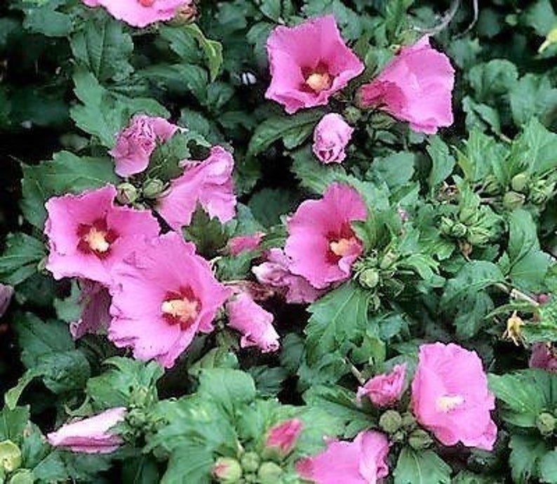 Aphrodite Rose of Sharon Plant - Gallon Pot Hibiscus syriacus Flowering Shrub for USDA Zones 6-9