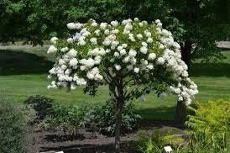 Diana Rose of Sharon Hibiscus syriacus Flowering Shrub in Quart Pot, Garden Plant, USDA Zones 6-9