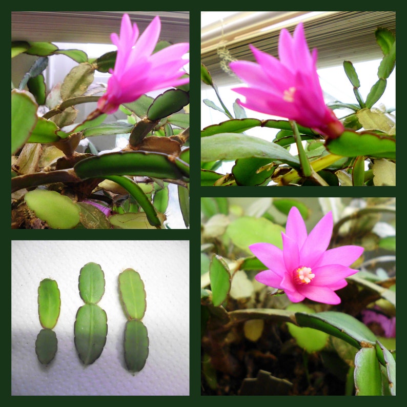 Easter Cactus Cuttings - 3 Hot Pink Unrooted Rhipsalidopsis Gaertneri Clippings for Fast Flowering