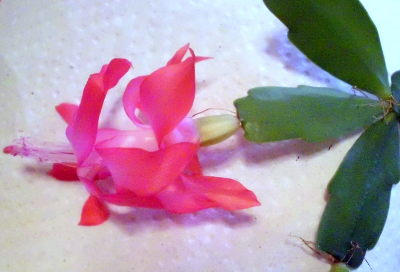 3 Christmas Cactus Cuttings 2-Segment Dark Pink Schlumbergera Bridgesii Unrooted