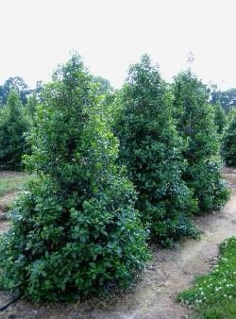 Nellie R. Stevens Holly Shrub 2.5" Pot Ilex x Nellie R. Stevens Evergreen Bush with Dark Green Leaves & Red Berries