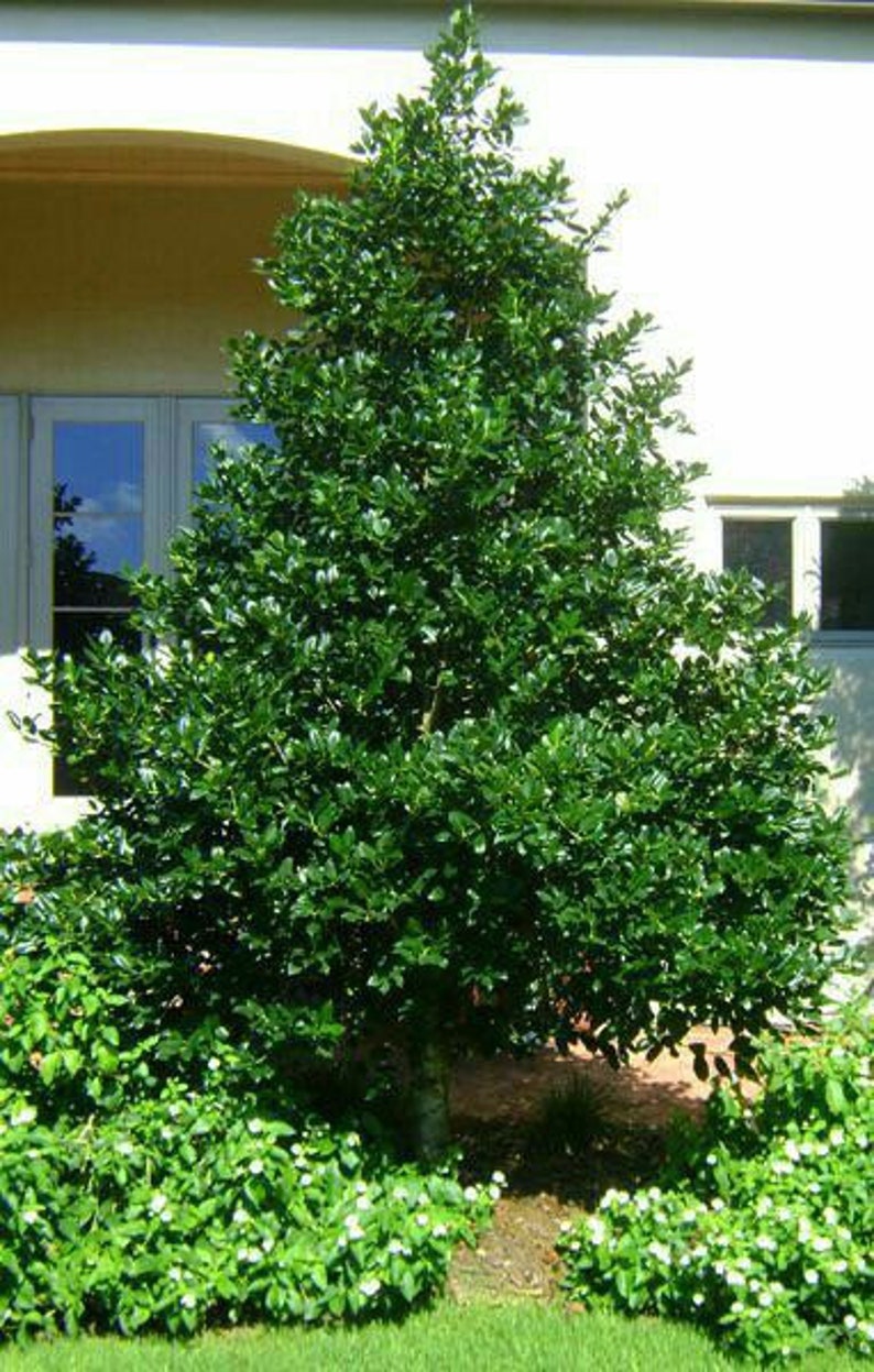 Nellie R. Stevens Holly Plant Quart Pot Evergreen Shrub with Red Berries Ilex x Nellie R. Stevens