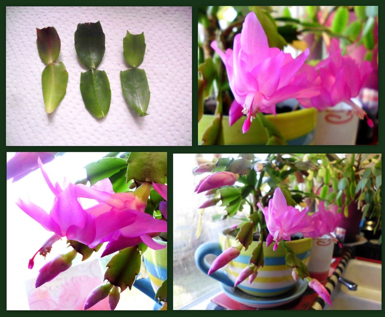 Thanksgiving Cactus Cuttings - 3 Unrooted 2-Segment Schlumbergera Truncata Hot Pink
