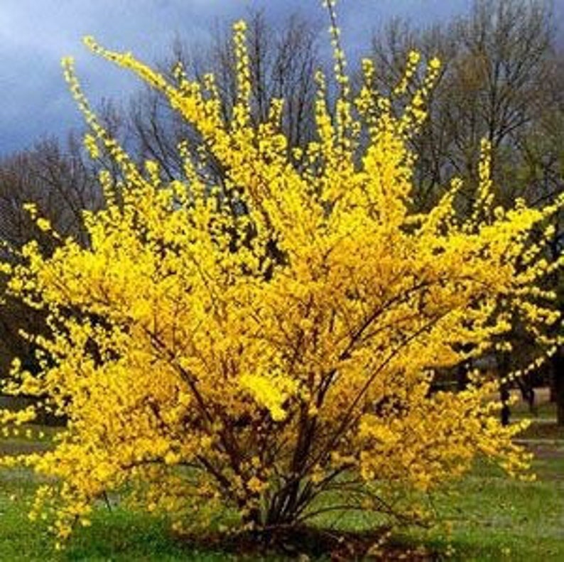 Forsythia x intermedia Lynwood Gold Shrub - One Gallon Pot - Deciduous Yellow Flowering Plant for Zones 5-9