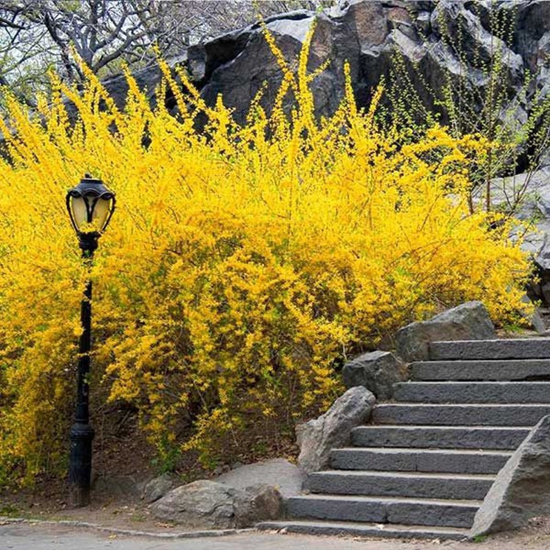 Forsythia x intermedia Lynwood Gold Shrub 4" Pot Deciduous Spring Blooming Yellow Garden Plant