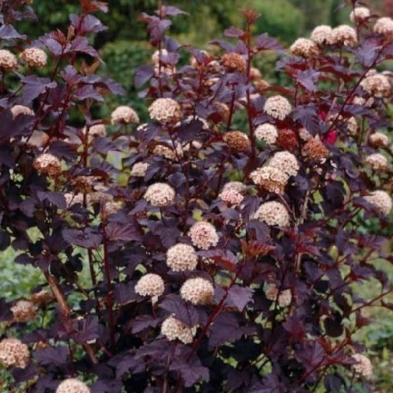 Crimson Diablo Ninebark Shrub Quart Pot Physocarpus opulifolius Deciduous Ornamental Plant for USDA Zones 2-8