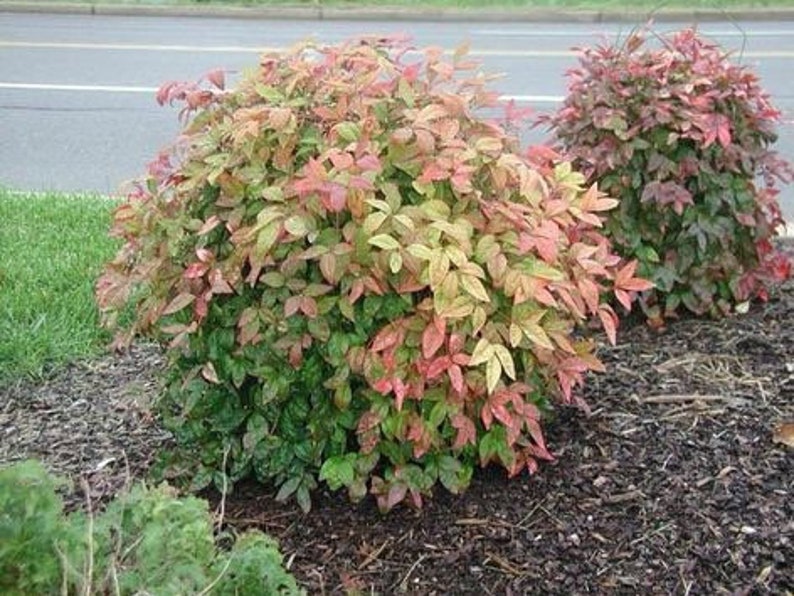 Dwarf Nandina Plant 2.5" Pot | Nandina domestica | Ornamental Shrub with Red Foliage for Borders & Containers