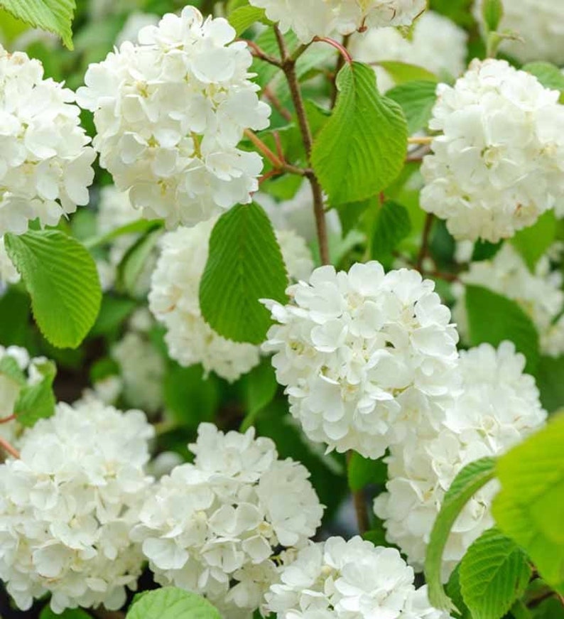 Japanese Snowball Viburnum Plant in 2.5" Pot, Viburnum plicatum, Deciduous Shrub, USDA Zones 4-7
