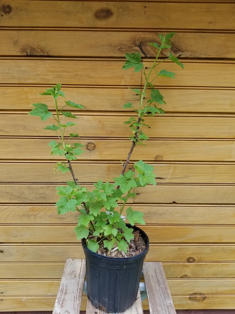 Imperial White Currant Plants – 2 Live Bushes 6"-12" – Ribes sativum for Fruit & Ornamentals