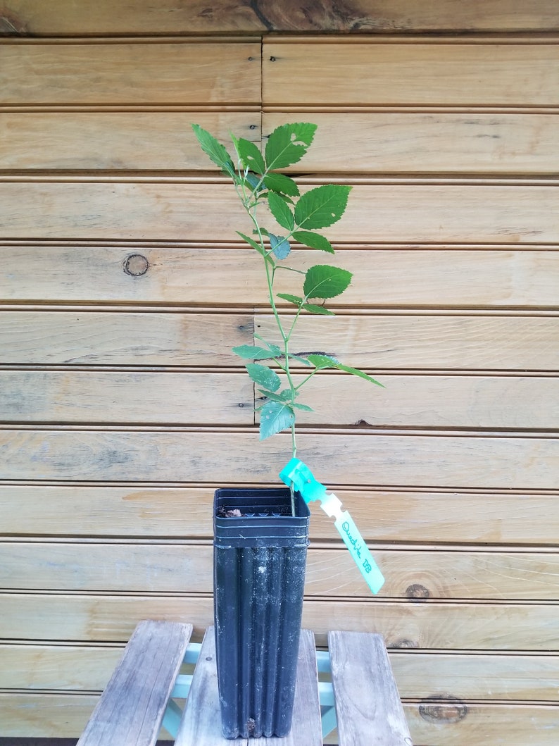 Ouachita Thornless Blackberry Plants - 2 Live 6"-12" Rubus allegheniensis - Sweet, Self-Pollinating, Summer-Bearing